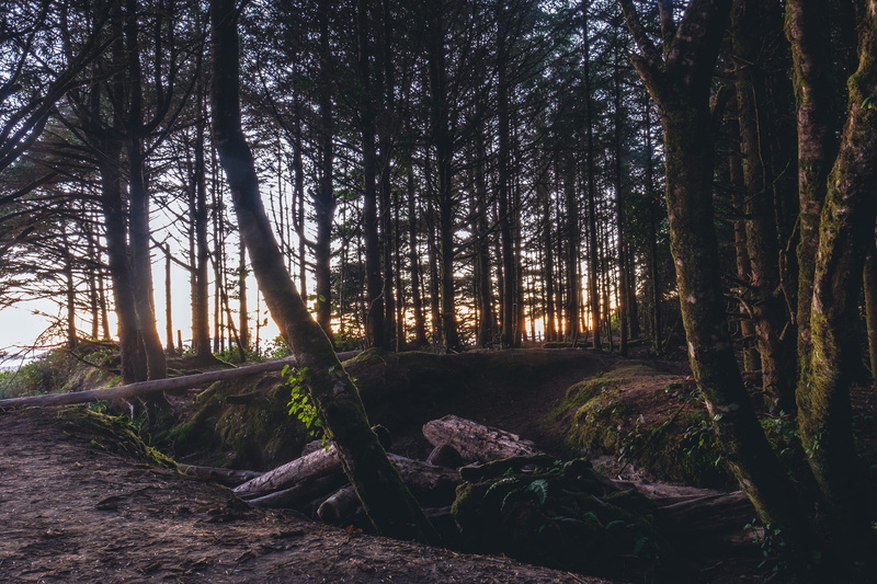 day, ground, tofino, wood, sky, green, log, tree, trunk, non-urban scene, beauty in nature, landscape, sunset, outdoor, sun setting through tree, tranquil scene