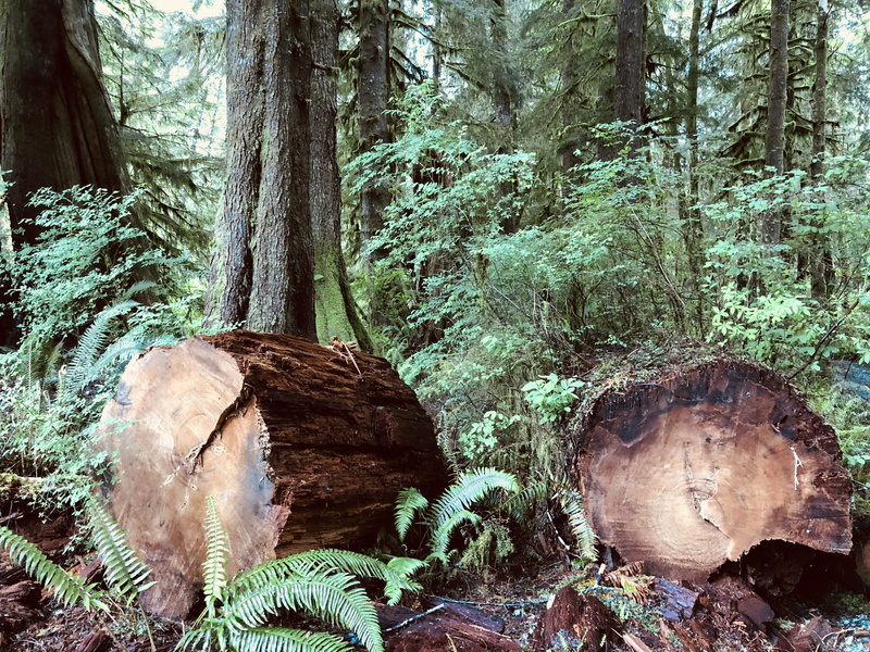 tofino, trees, clayoquot, growth, tranquility, trunk, deforestation, clayoquot wilderness resort, no people, beauty in nature, woodland, lumber industry