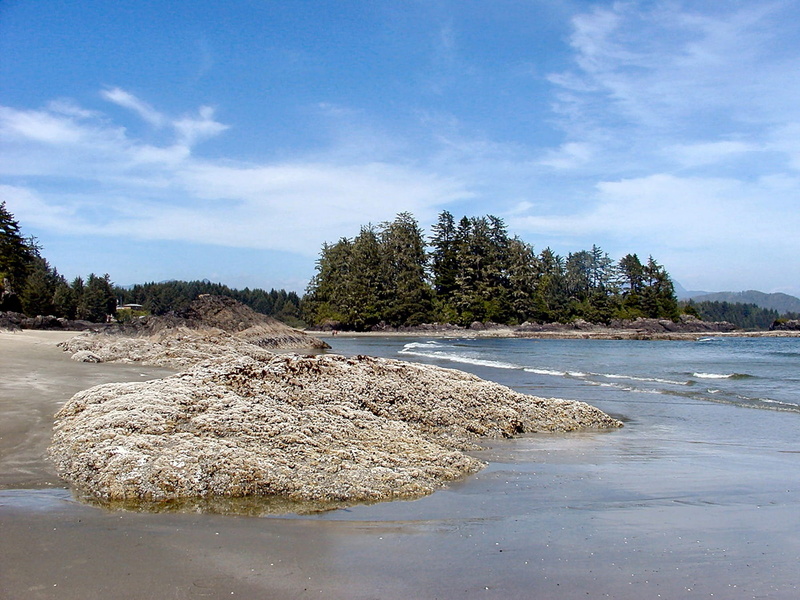 pacific, tranquility, landscape, tree, Long Beach, Tofino, canada, 720P, Vancouver Island, rocks, sand, beauty in nature, plant, non-urban scene, day