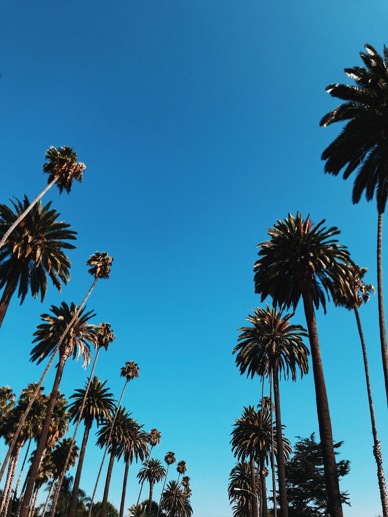 rodeo drive, teal, tree, palmtree, palm, beauty in nature, tranquility, tropical climate, no people, photography, tree trunk, 4K, summer, palm leaf, low angle view
