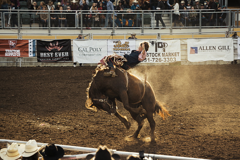wild, one animal, hats, fence, dust, incidental people, crowd, vertebrate, text, game, bucking horse, livestock, brown, 5K, herbivorous, pets, animal wildlife