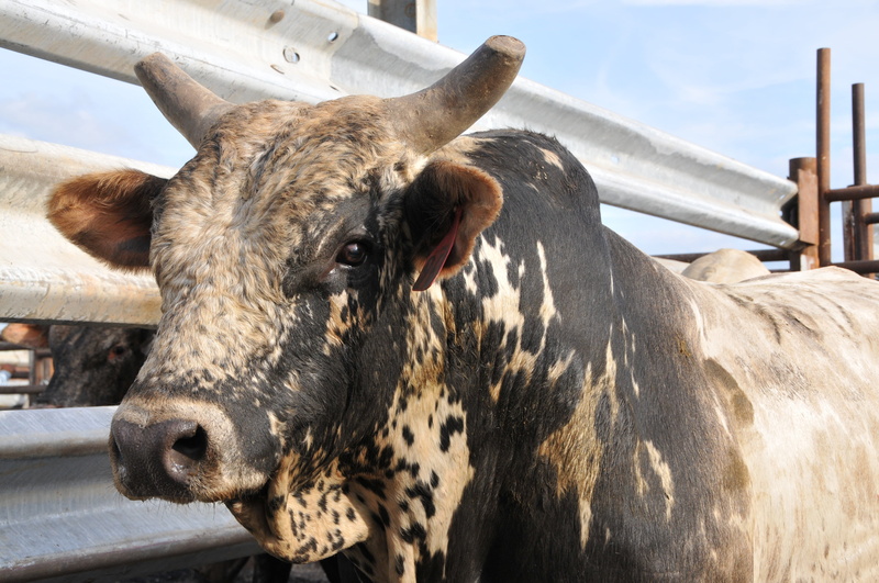 domestic animals, cow, western, country, nature, cattle, livestock, day, mammal, usa, animal themes, animal head, outdoors, close-up, snout, pets, herbivorous