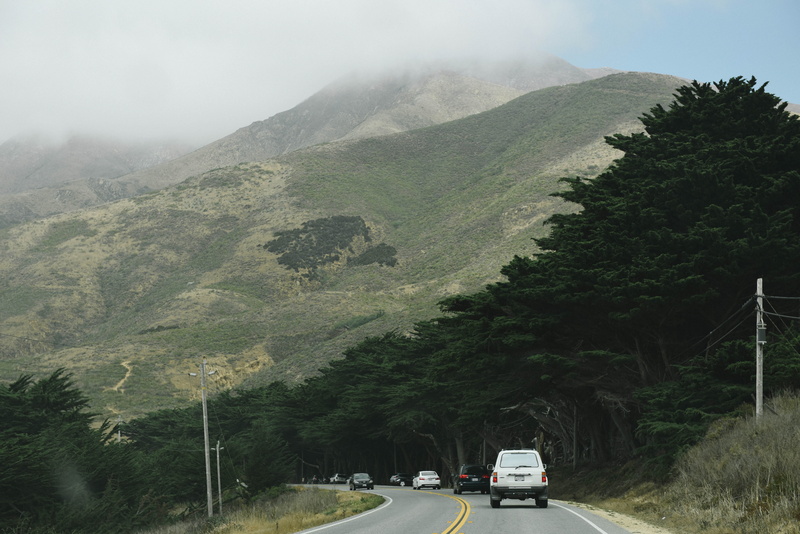 motion, travel, mode of transportation, tree, on the move, transportation, direction, emerald, outdoors, monterey, fog, land vehicle, car, beauty in nature