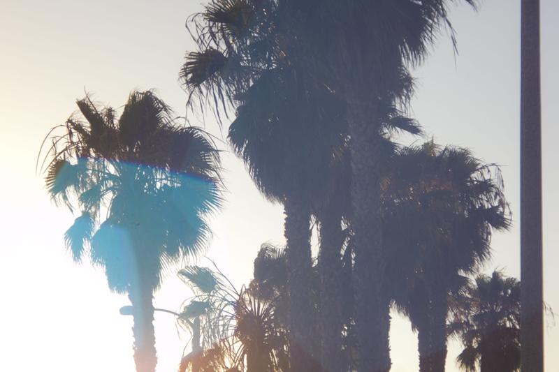 day, sky, beauty in nature, los angeles, palm tree, tranquility, sunlight, trunk, united states, tropical climate, tree trunk, nature, tropical tree, clear sky