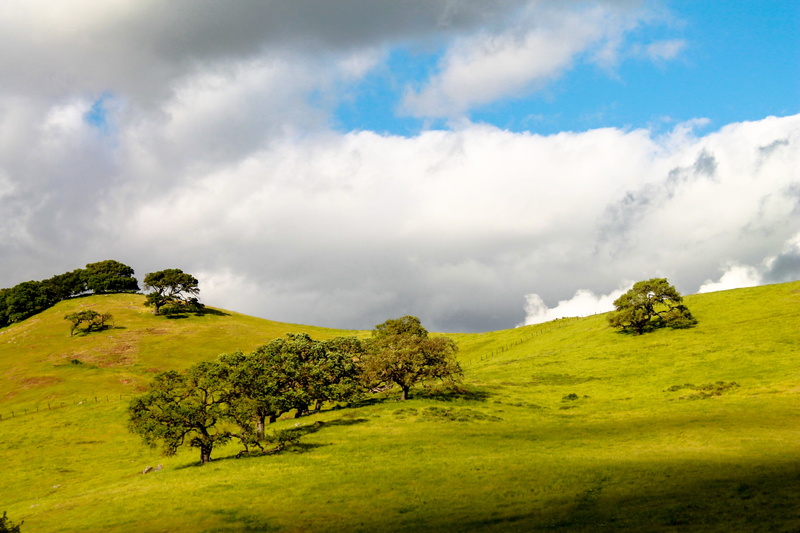 scenics, trees, beauty in nature, park, photo, rolling landscape, sky, district, agriculture, water, sunset, san, francisco, grass, mountain peak, california