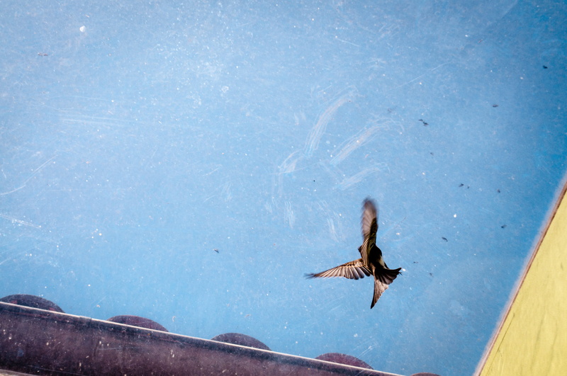 outdoors, flight, animal, fly, nature, animal wildlife, sky, bird, blue, mid-air, one animal, vertebrate, eagle, motion, day, animals in the wild, no people