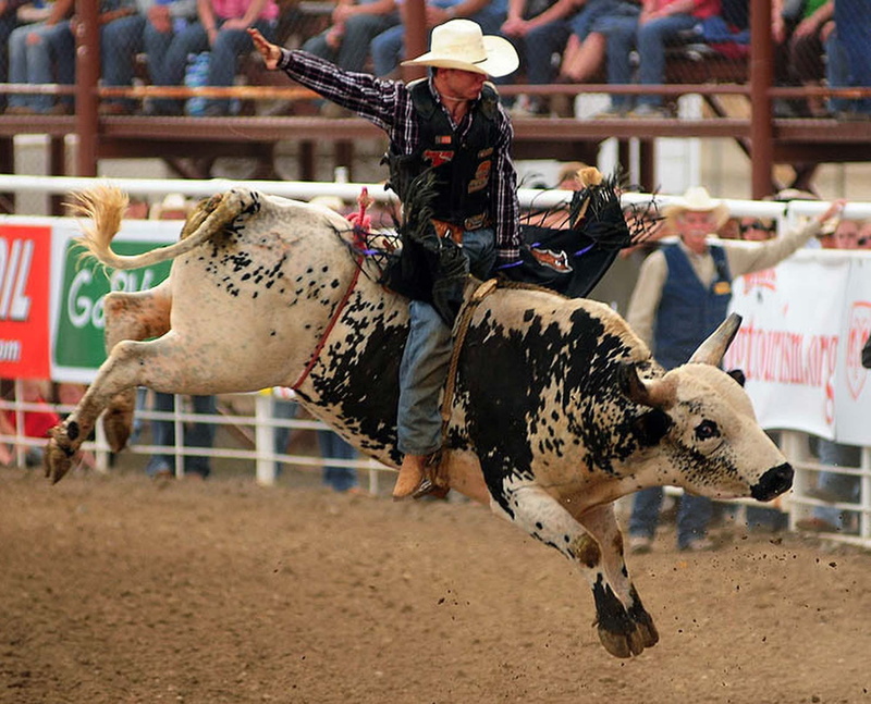 rodeo, extreme, western, cowboy, riding, bull, bullrider, 1080P, cow