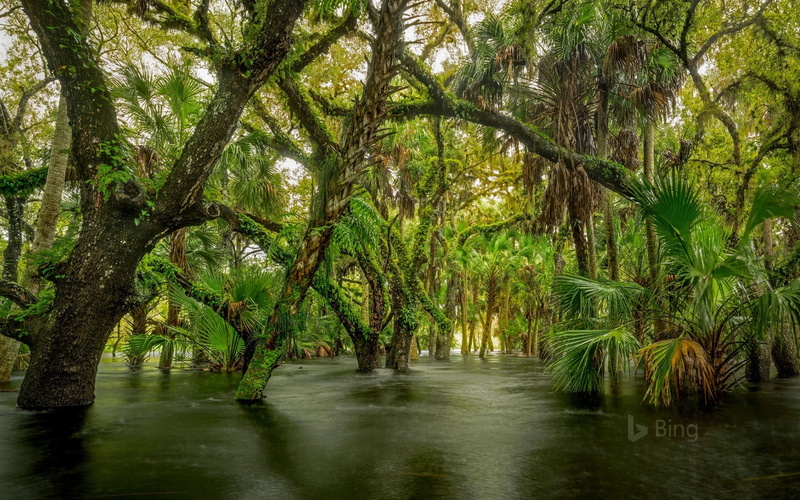treelined, myakka, plant, no people, tranquil scene, tranquility, woodland, waterfront, bing, scenics - nature, tree, green color, water, river, tree trunk