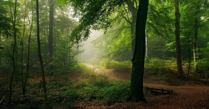 tree trunk, green color, plant, trunk, shrubs, growth, landscape, land, scenics - nature, no people, streaming, 1080P, tree, outdoors, path, morning, environment