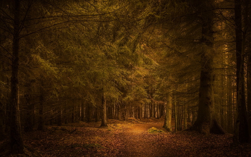 leaves, non-urban scene, fall, beauty in nature, tranquil scene, 1080P, tranquility, textured effect, no people, nature, atmosphere, tree trunk, treelined