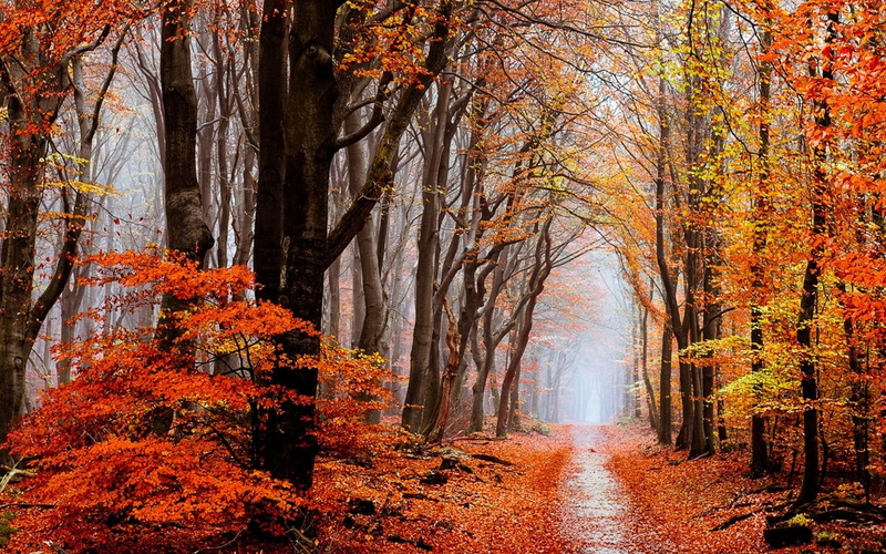 path, forest, woodland, non-urban scene, outdoors, autumn, diminishing perspective, nature, idyllic, land, growth, scenics - nature, the way forward, 480P