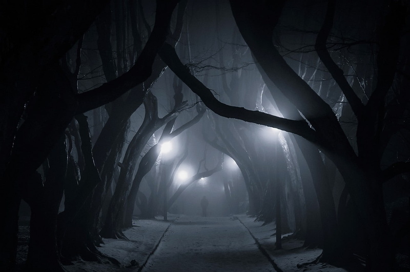 tranquility, plant, 720P, treelined, trees, spooky, urban, tunnel, Poland, mist, road, street light, no people, tree trunk, silhouette, forest, direction