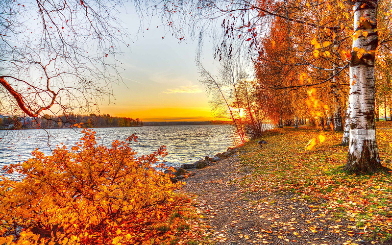 red leaves, fall, 2K, water, river, birch