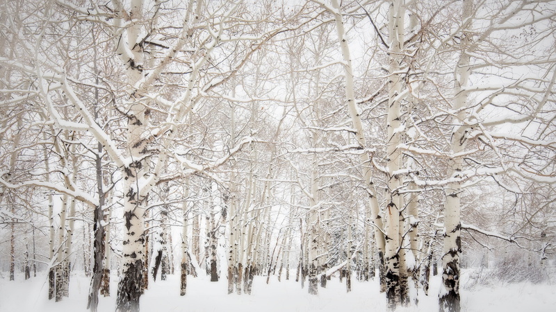 branch, 2K, nature, snow, landscape, birch, white, bright, overcast, winter, trees