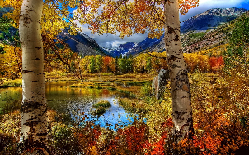 birch, autumn, landscape, 2K, russia, paint, mountain, color, plants, pond