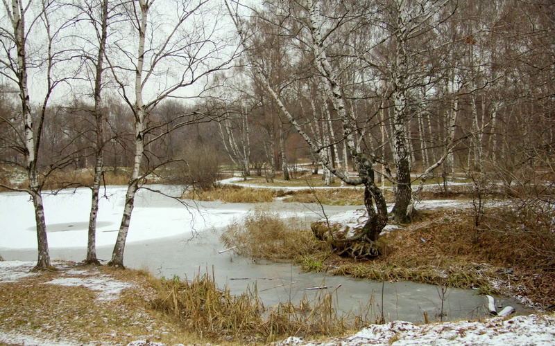 tranquil scene, brown, water, day, forest, beauty in nature, 2K, no people, nature, tranquility, land, stream - flowing water, flowing, birch, scenics - nature