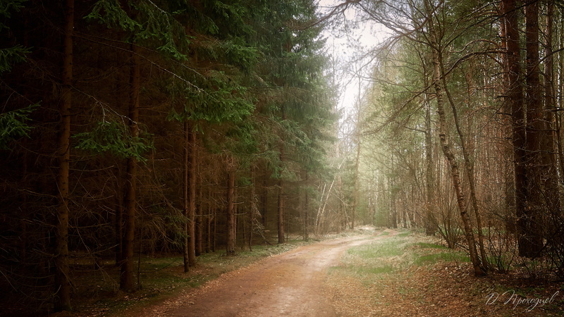 birch, pine trees, path, forest, 4K, nature