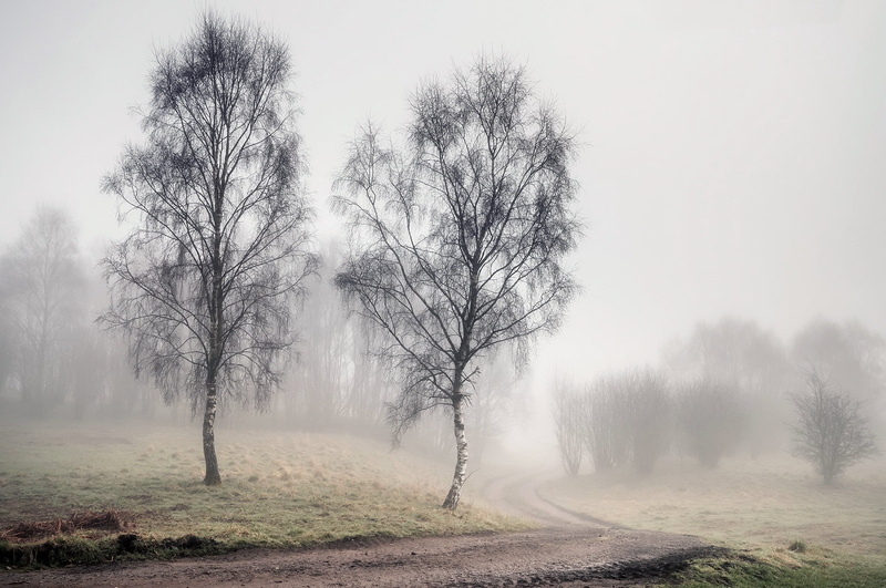 bare tree, no people, dirt road, land, scenics - nature, mist, environment, fog, trees, tranquil scene, tree, plant, tranquility, birch, non-urban scene