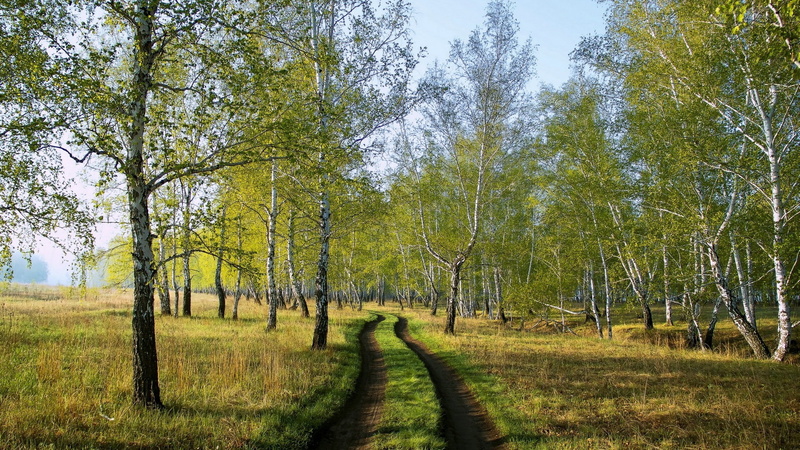 1080P, grass, dirtroad, landscape, forest, birch, nature