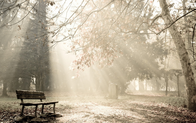 absence, dappled sunlight, no people, tranquil scene, birch, day, fall, fog, park bench, plant, nature, tranquility, bench, park, seat, branch, beauty in nature