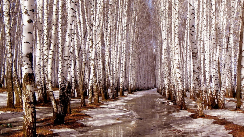 day, autumn, treelined, beauty in nature, environment, birch tree, birch forest, woodland, cold temperature, forest, trunk, nature, birch, non-urban scene