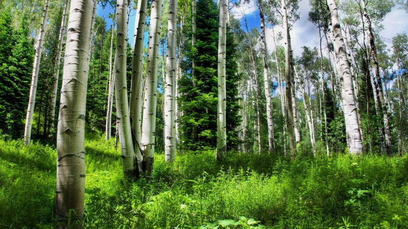 birch, grass, forest, nature and landscapes, 1080P, heart