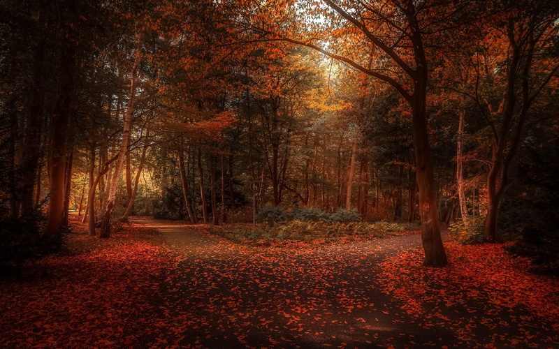 park, plant, direction, forest, autumn, land, sunlight, falling, orange color, tree, beauty in nature, nature, the way forward, autumn collection, plant part