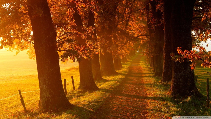 trees, autumn, path, seasons, country, 1080P, road, grass, nature and landscapes