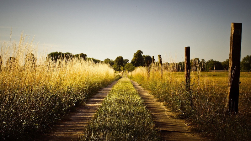 dirt road, 1080P, tree, growth, clear sky, direction, sky, no people, landscape, diminishing perspective, rural scene, land, grass, tranquility, scenics - nature