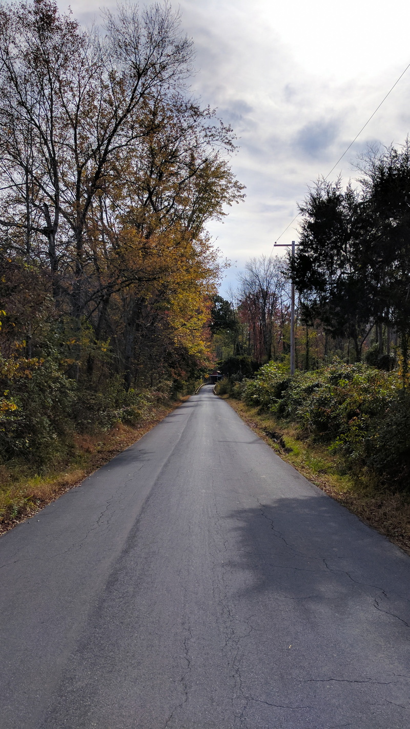 trees, country, autumn, plant, road, tree, diminishing perspective, no people, forest, land, 4K, green, nature, day, country road, transportation, outdoors