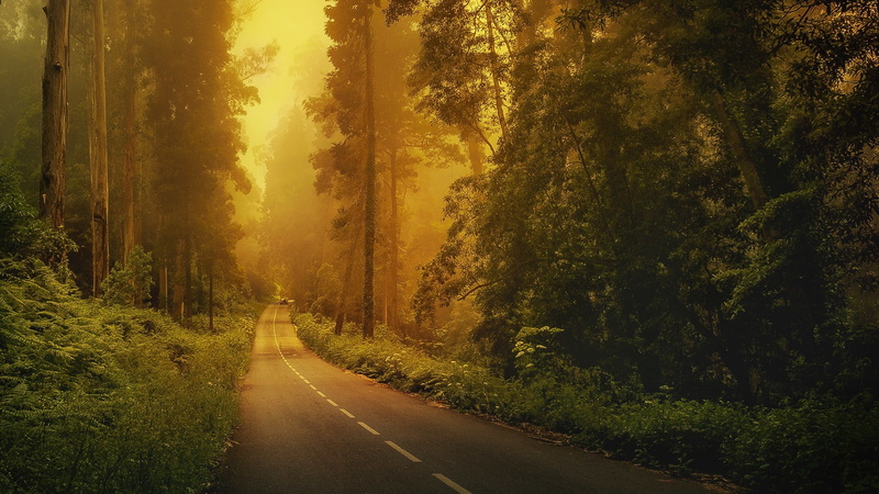 car, road, nature, tranquil scene, trees, growth, mist, tree, country road, long, diminishing perspective, direction, green color, tranquility, country