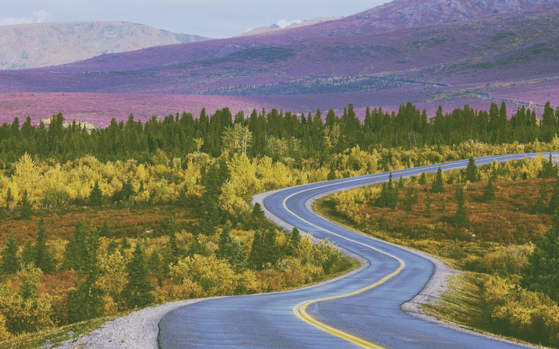 tree, tranquility, plant, 1080P, landscape, beauty in nature, forest, curve, non-urban scene, land, country, road, outdoors, transportation, winding road
