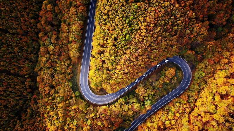autumn collection, orange color, change, growth, abundance, non-urban scene, high angle view, aerial, leaves, no people, tree, outdoors, day, plant, 1080P