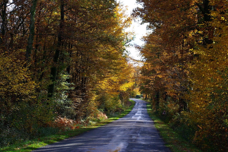 autumnal, road, autumn, nature, colorful, trees, forest, nature and landscapes, 1080P