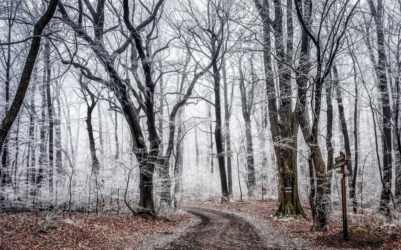 Autumn, Trees, Forest, Frost, Road, 2K
