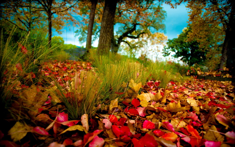 leafs, Grass, Forest, Leaves, Autumn, maple, 2K