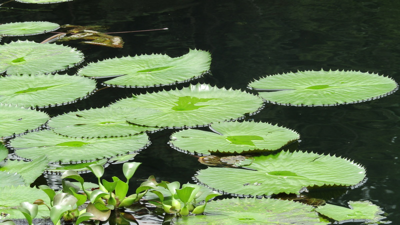 floating, flower, beauty in nature, green color, no people, floating on water, lake, leaf, high angle view, plant part, water lily, nature, pond, lotus water lily