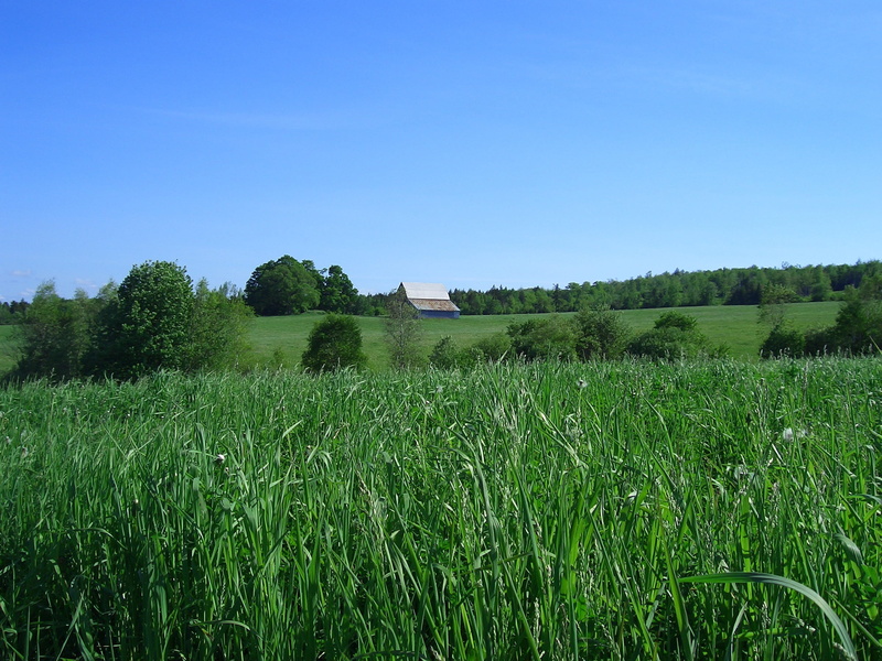 day, green, growth, scenics - nature, blue, clear sky, tranquil scene, plant, photography, canada, sky, tree, no people, tranquility, land, outdoors, field