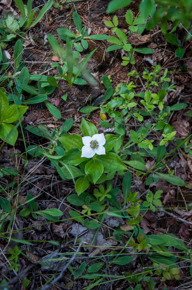 flower head, plant, inflorescence, flower, bunchberry, nature, canada, fragility, day, leaf, forest floor, nova scotia, land, flowering plant, petal, wildflower