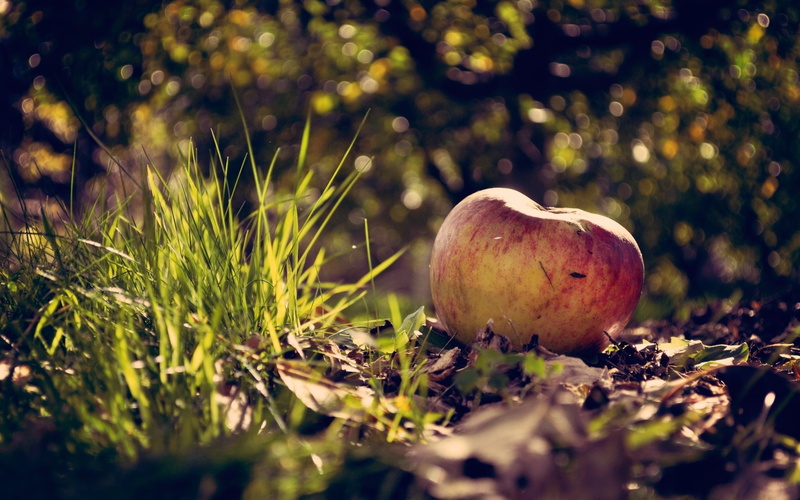 leaves, red, photography, close-up, green color, food and drink, fungus, no people, vegetable, apple, bokeh, plant, nature, grass, toadstool, apple - fruit
