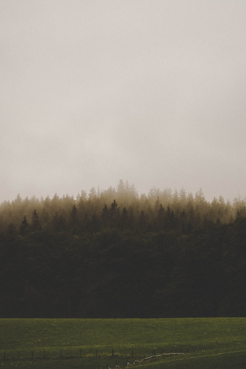 growth, country, tranquil scene, white, tranquility, no people, environment, foggy, nature, day, scenics - nature, opaque, sky, landscape, land, trees
