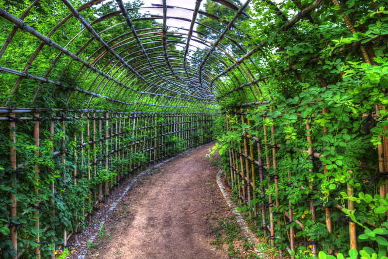 tree, plant, built structure, green color, park, foliage, outdoors, long, flowers, day, direction, the way forward, bamboo - plant, tunnel, nature, lush foliage