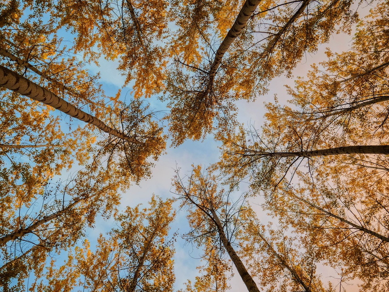Forest, 1080P, Canopy, Trees, Earth, Foliage, Tree
