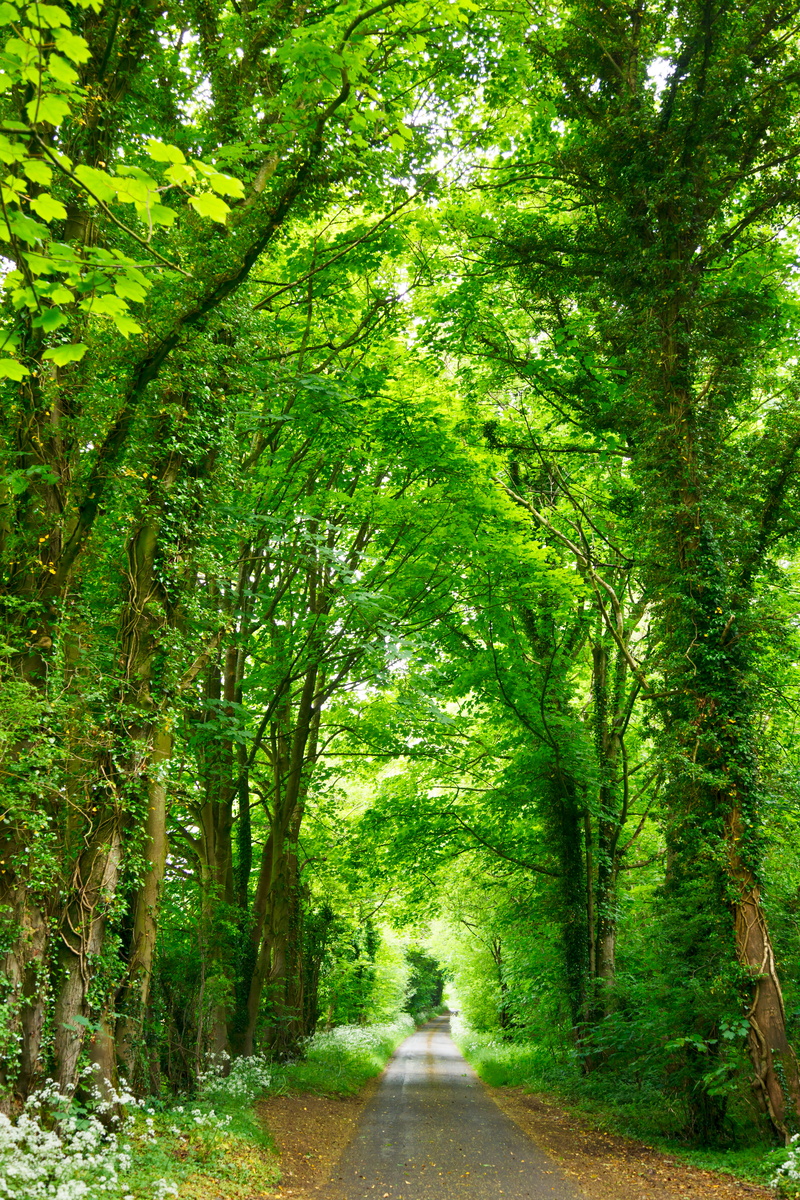 way, photo, top, tranquility, forest, long, lush, transportation, lush foliage, backroad, gray, concrete, outdoors, bamboo - plant, tranquil scene, dream