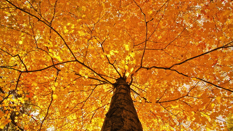 trees, color, branches, limb, canopy, 1080P, leaves, fall, seasons, yellow, top, autumn, nature, foliage