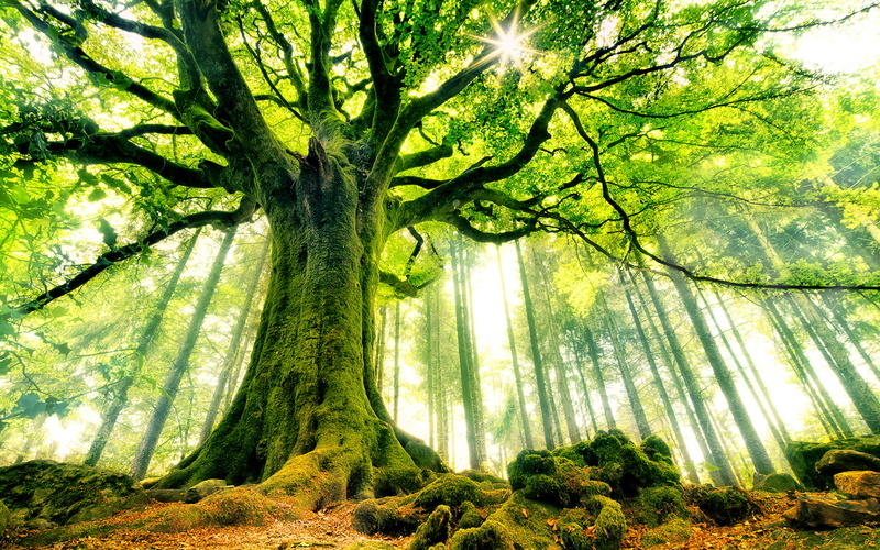 mobile, green, 1080P, phones, moss, hd, canopy, rays, desktop, tree, computer