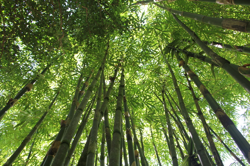 day, green, bamboo - plant, trunk, low angle view, eye, photography, bamboo, asia, outdoors, japanese, tropical, 5K, natural, jungle, tree canopy, zen