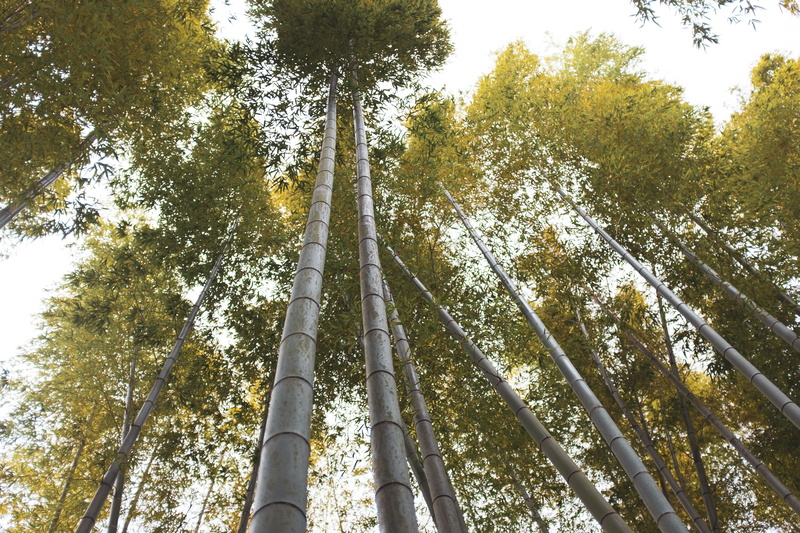 trunk, low angle view, canopy, angle, glow, tree, low, tall - high, nature, outdoors, photography, bamboo - plant, tree canopy, vegetable, light, no people