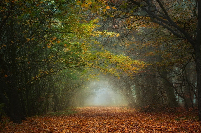 tranquility, woodland, autumn, land, footpath, diminishing perspective, nature, autumn collection, leaves, scenics - nature, path, tranquil scene, non-urban scene