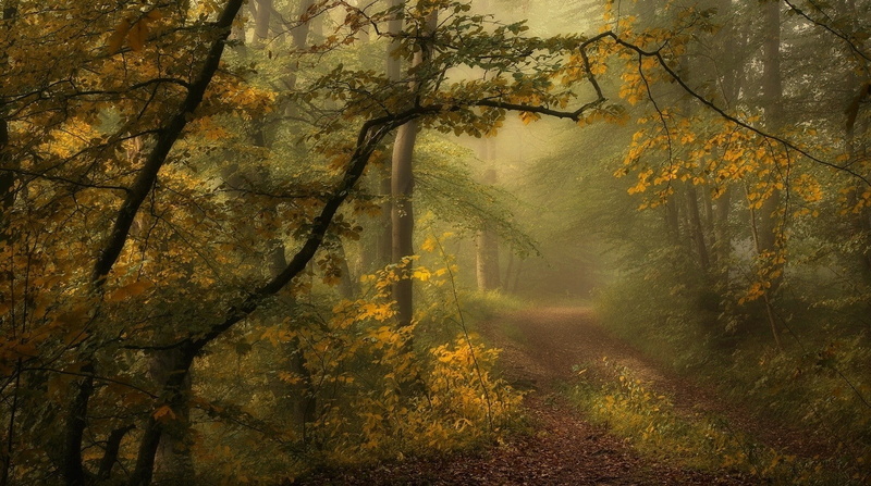 tree canopy, trees, branch, non-urban scene, growth, change, path, beauty in nature, leaf, land, nature, plant part, tree, fall, 720P, tree trunk, grass